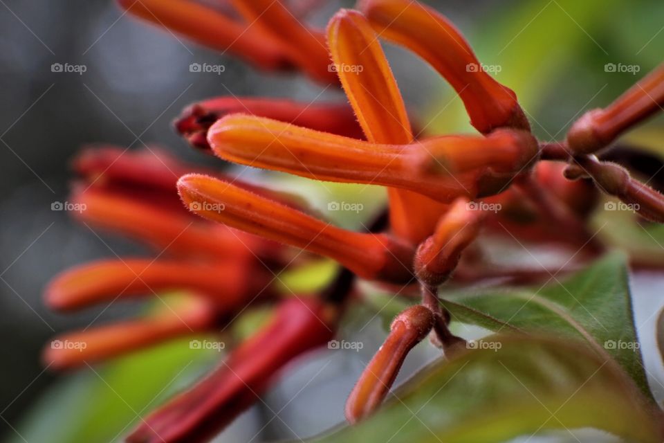 Close-up of orange flower