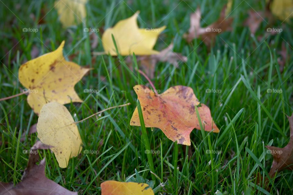 Leaves on the grass 