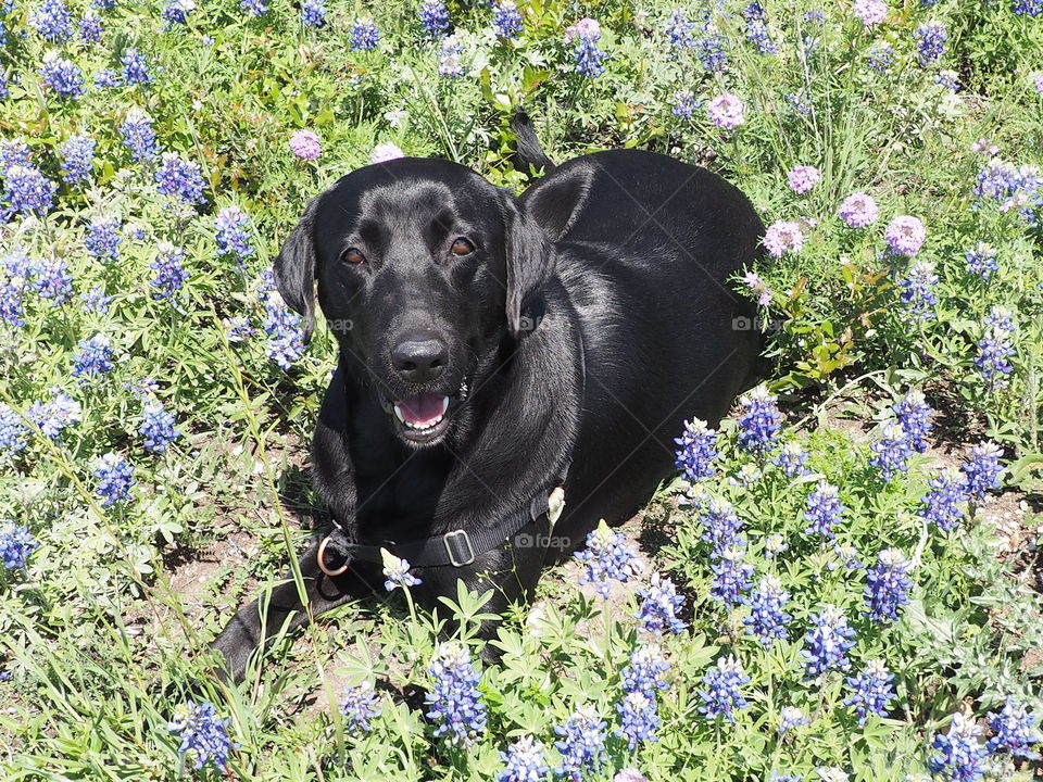 Our black lab Harry in the bluebonnets