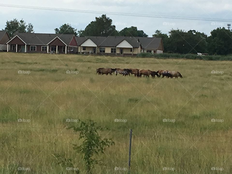 Herd of horses all grouped together in their field beautiful site they’ve got a new baby too!