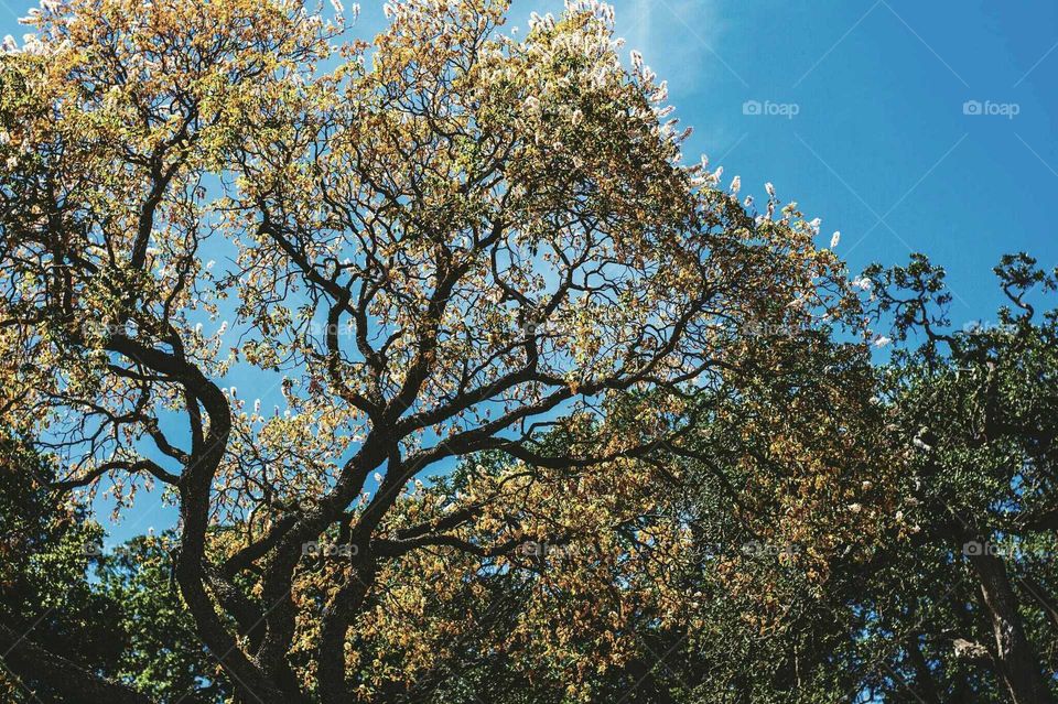 Sprawling oak tree