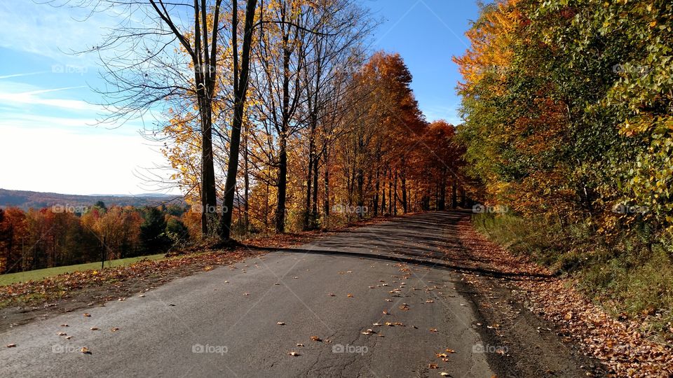 Fall, Road, No Person, Leaf, Guidance