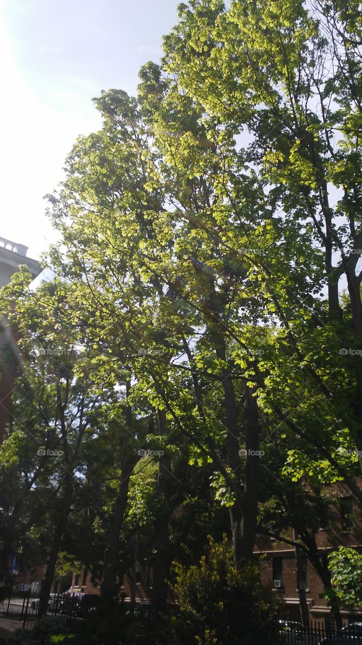 sky. light. spring. trees. leaves