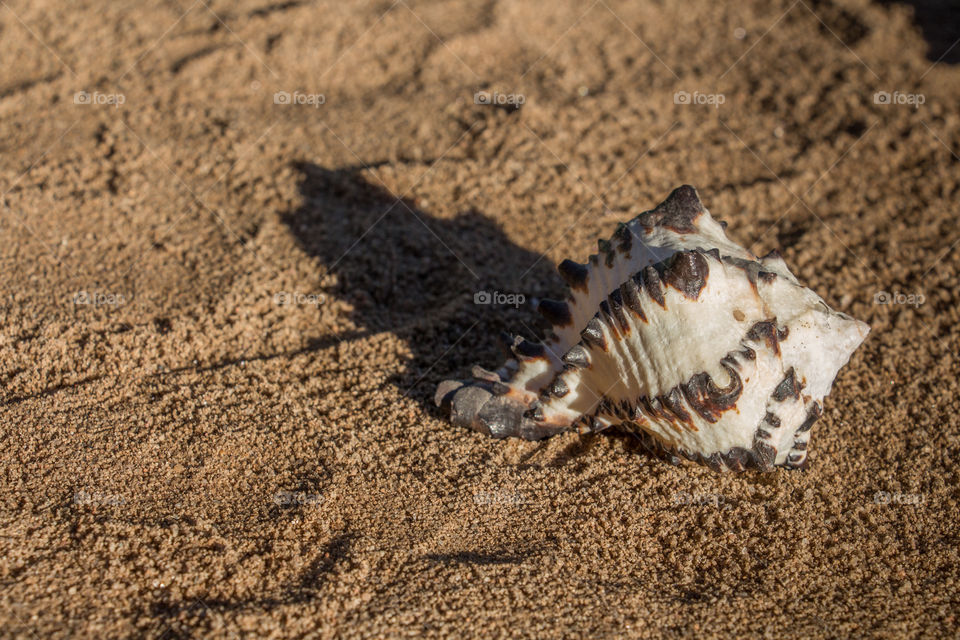 sea snail