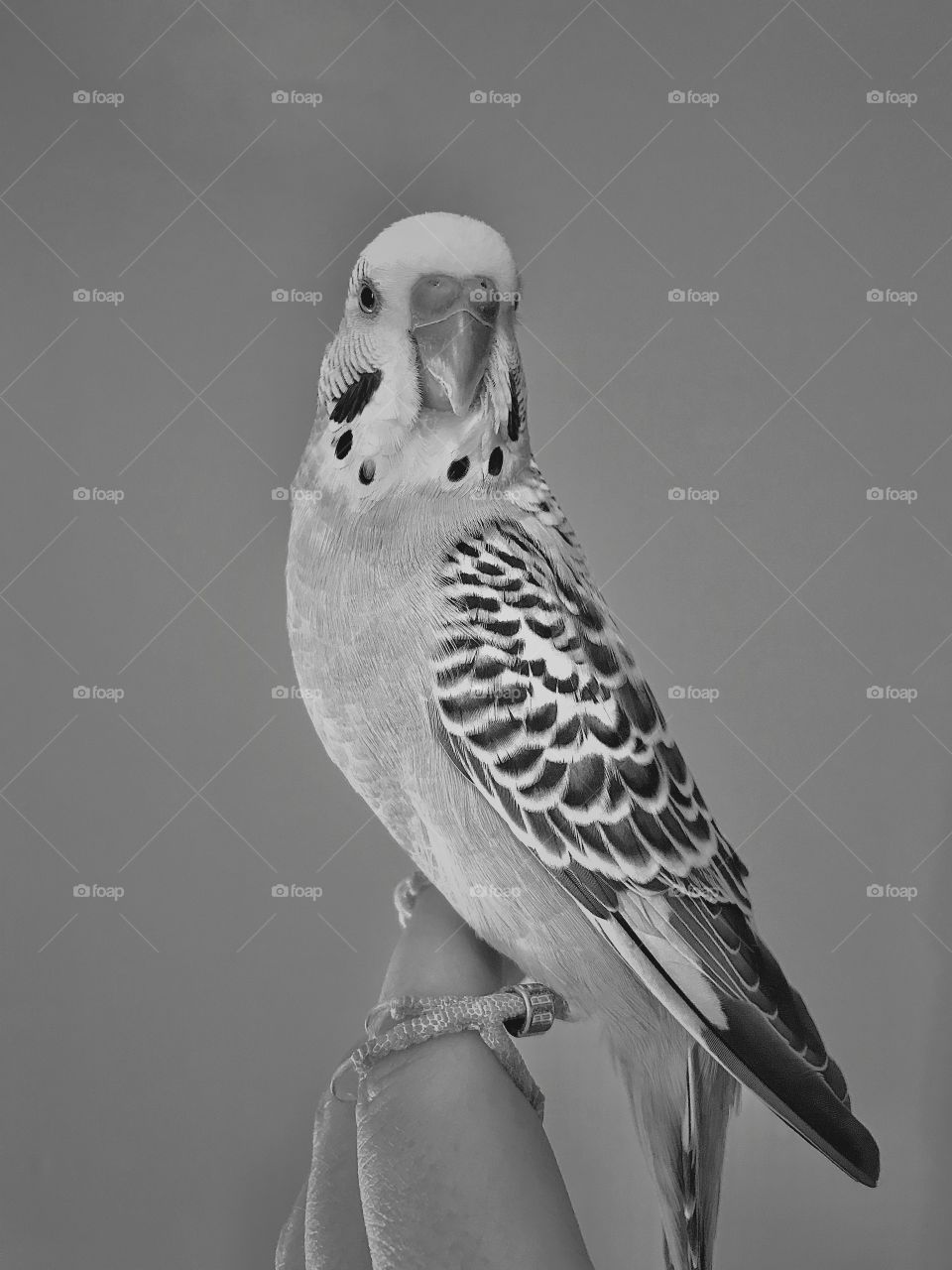 Black and White Photo of a Parakeet