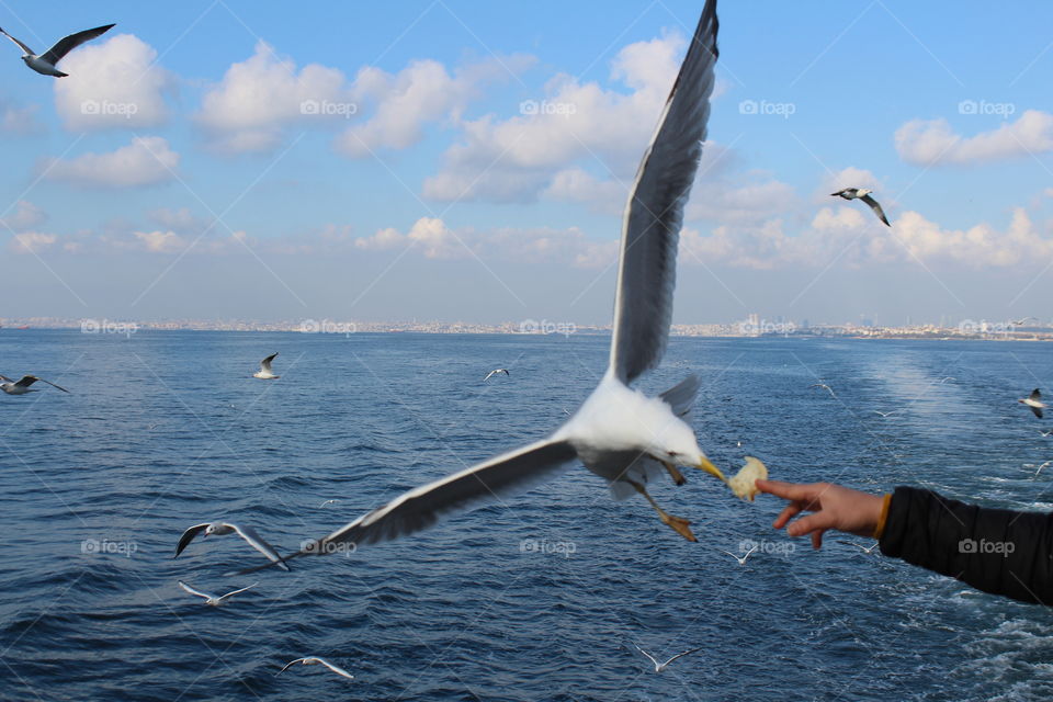 The bird who wants the bread...