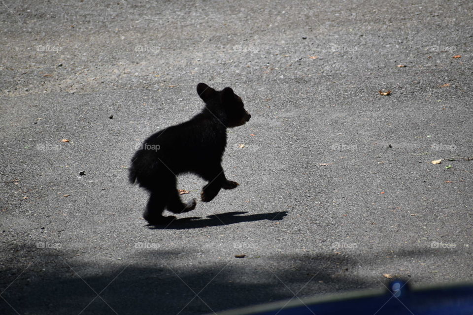 Bear Cub Running