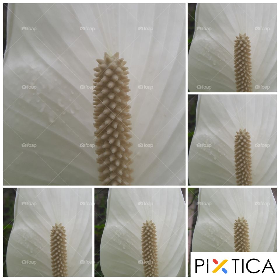 Peace Lily  flower  in my garden