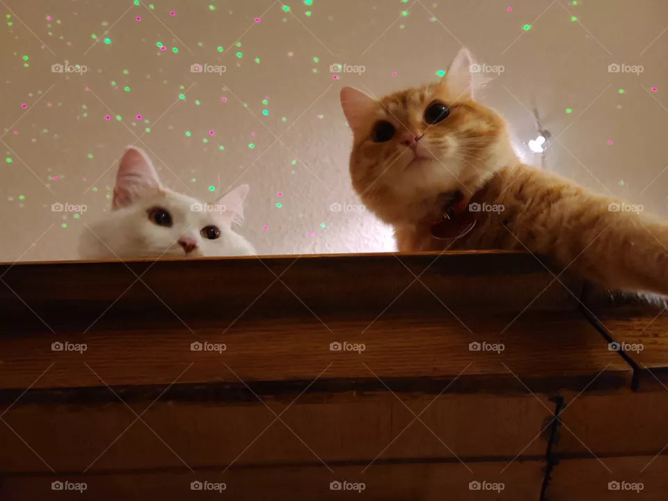 A white cat and an orange Tabby cat being curious, looking down while I work under the table. Lights on the ceiling from lamp.