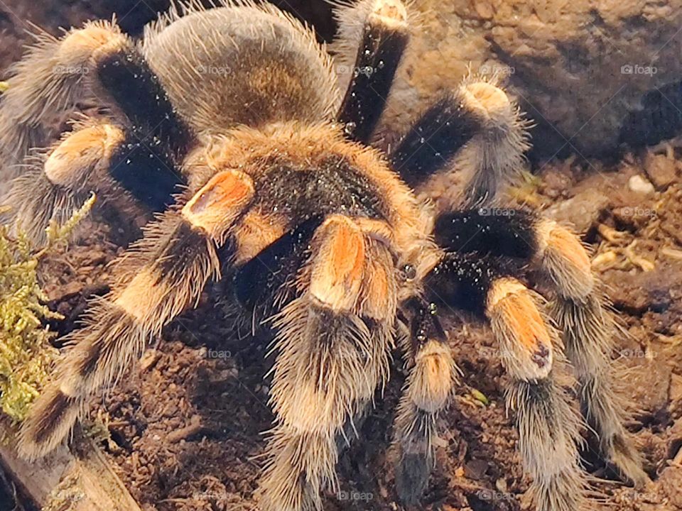 brachypelma smithi