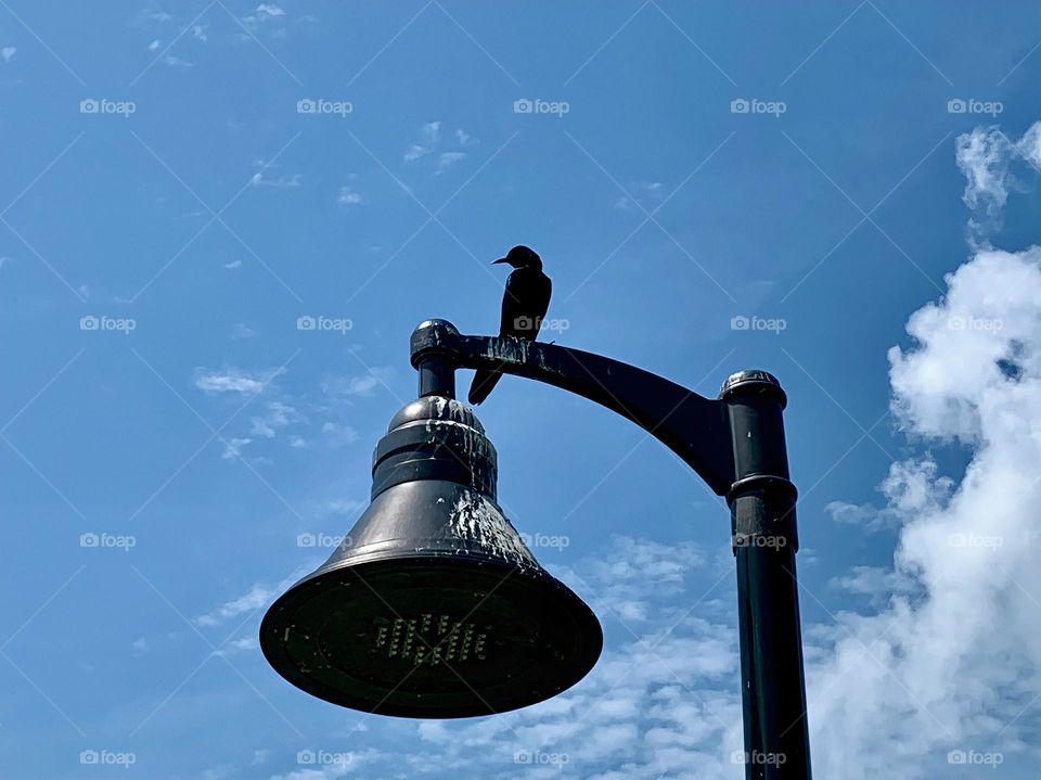 Urban Nature Wildlife With Usual Birds Following Us As We Walked In The City Park Landing On Top Of A Black Street Light Observing Us.