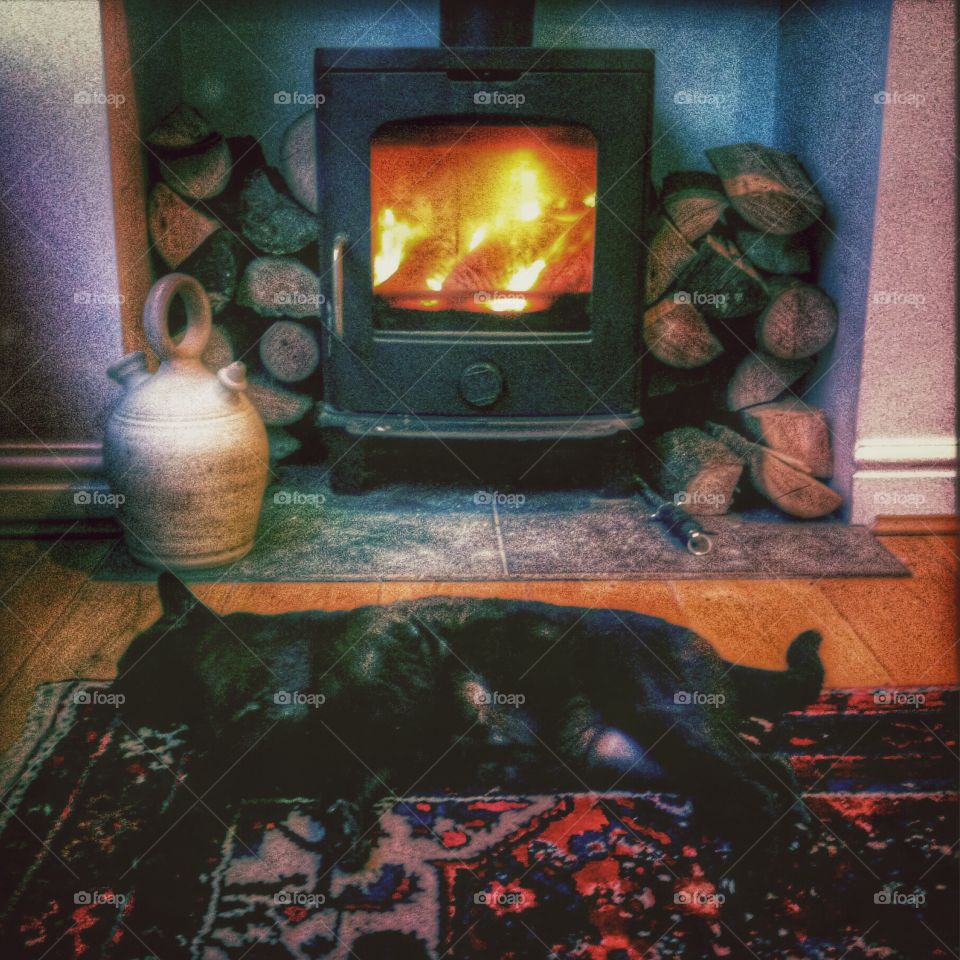 Burmese Cat in front of log burning stove . Burmese Cat in front of log burning stove 
