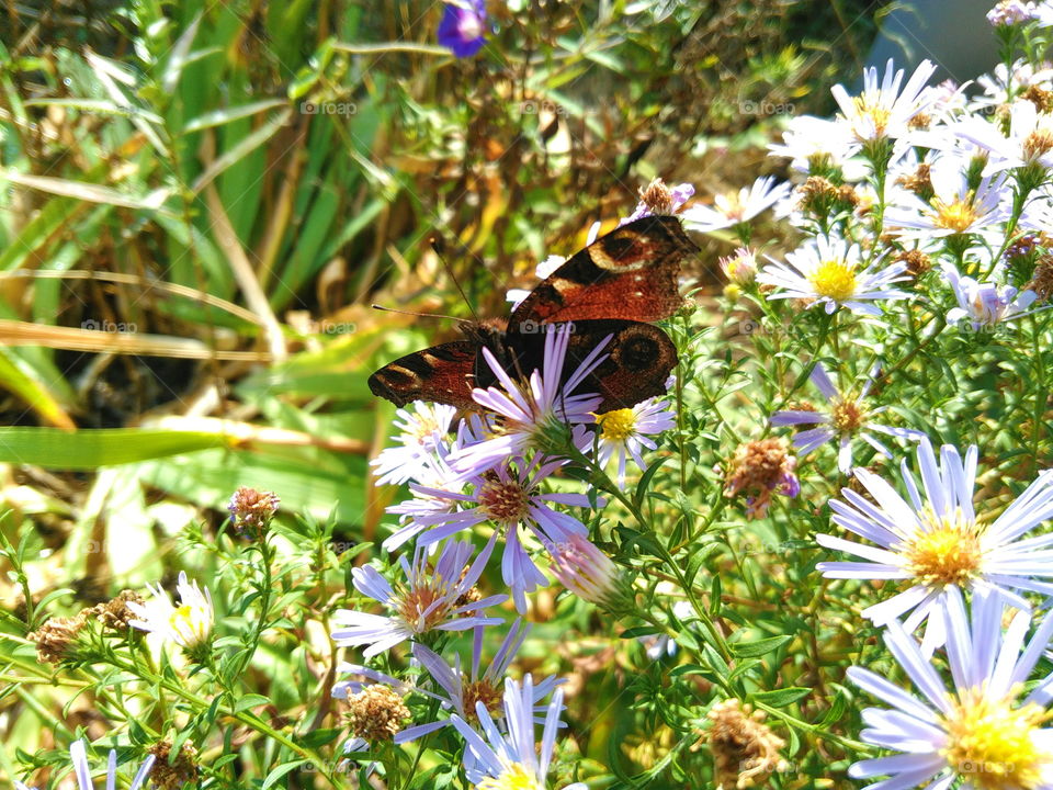 butterfly on wildflowers on a background of green grass