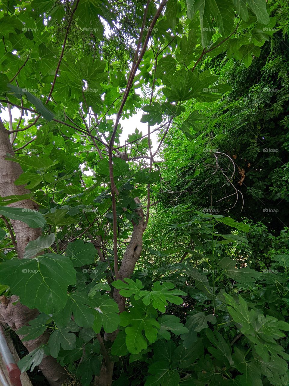 Green Greek Nature