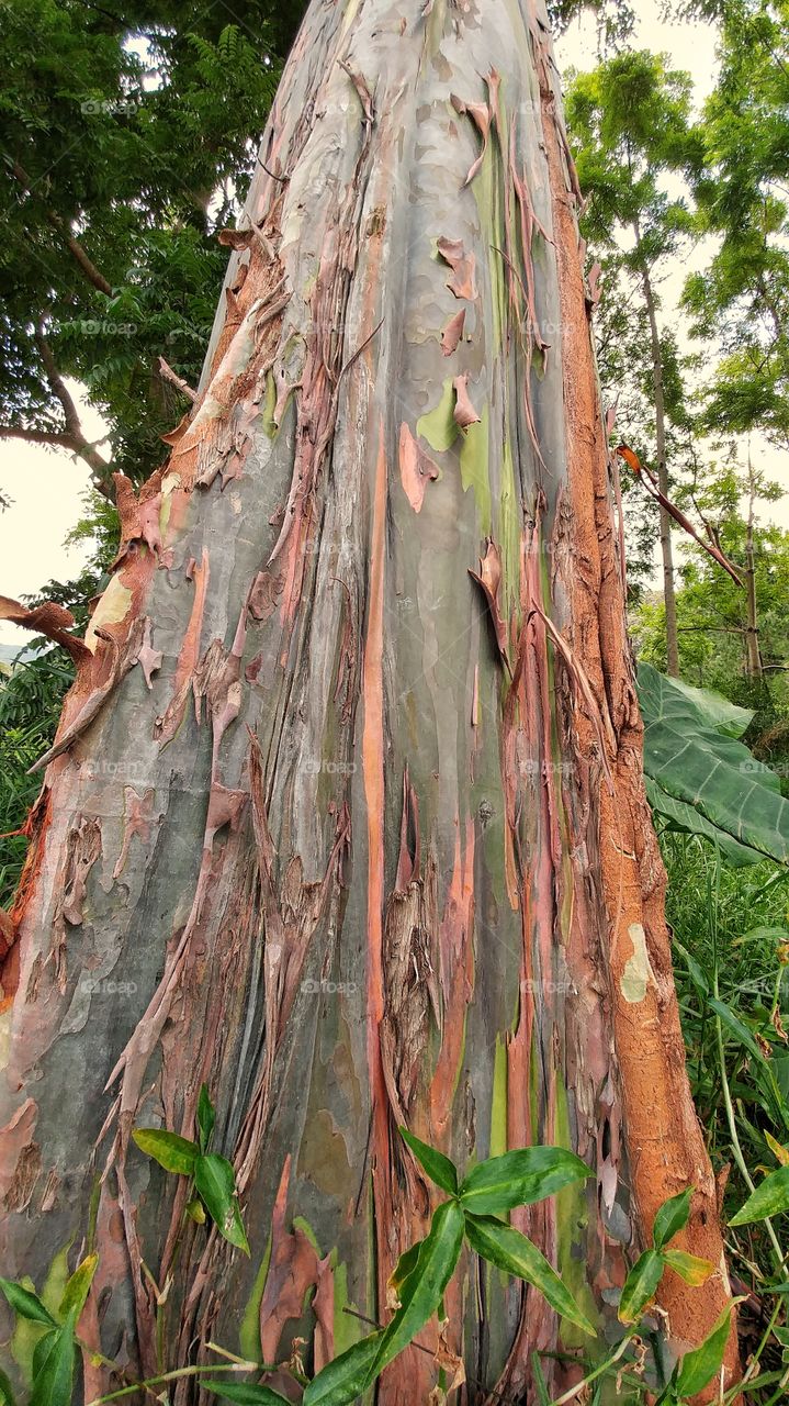 rainbow eucalyptus tree