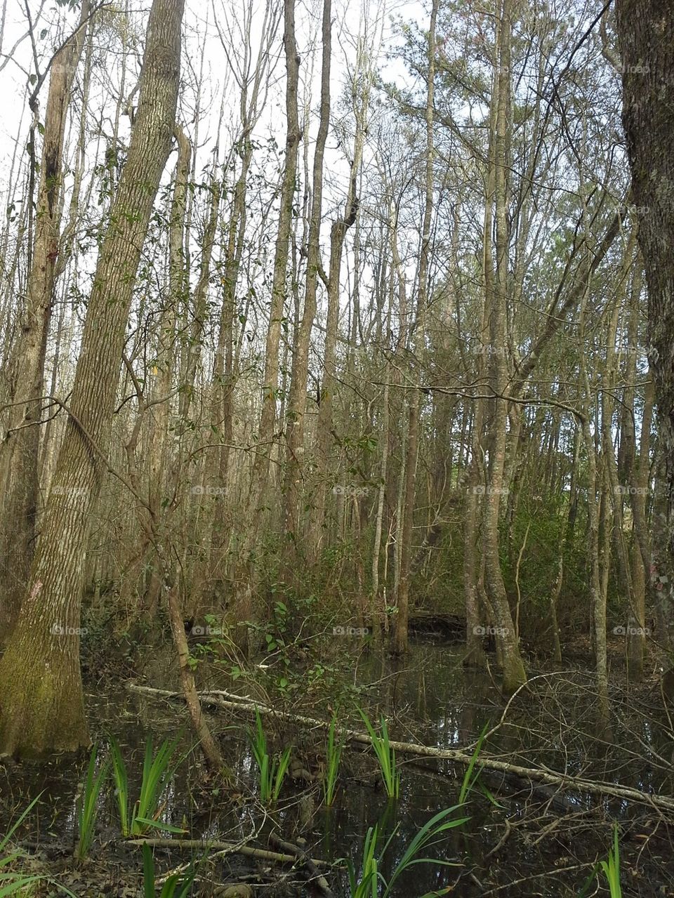swamp 3