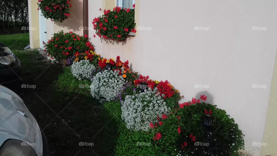 Flower