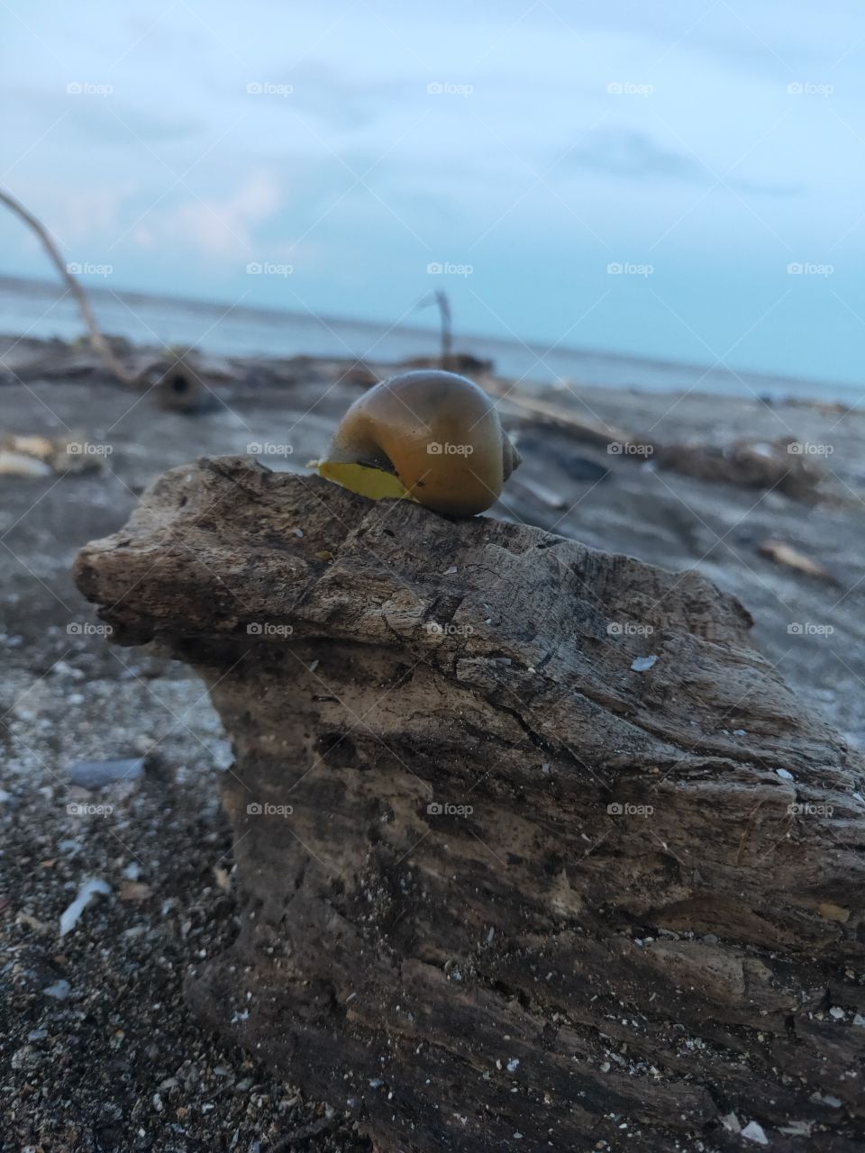 Dead snails carried by ocean currents on ciparage wet wood on November 9, 2020

￼