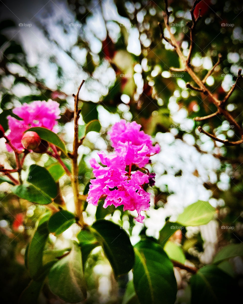 🌹 🇺🇸 Very beautiful flowers to brighten our day.  Live nature and its beauty. Did you like the delicate petals? / 🇧🇷 Flores muito bonitas para alegrar nosso dia. Viva a natureza e sua beleza. Gostaram das pétalas delicadas? 