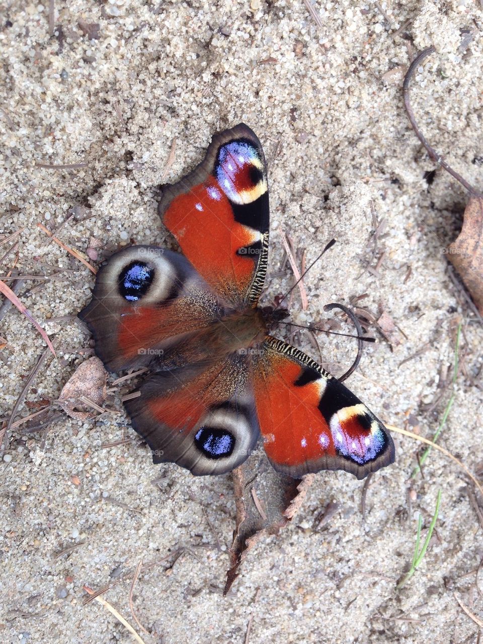Butterfly on a sand