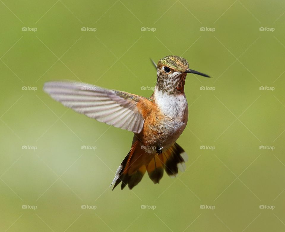 rufous hummingbird  in flight