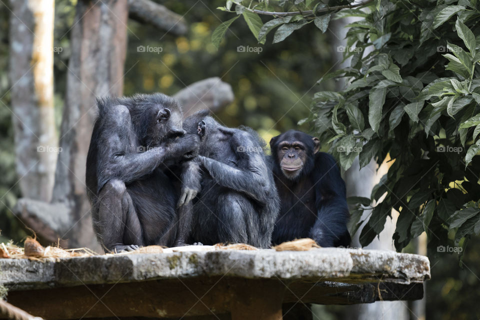 A group of chimps family. Sharing loves and one of them smiling seeing them.