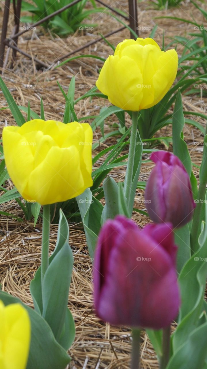 Tulips --purple and yellow