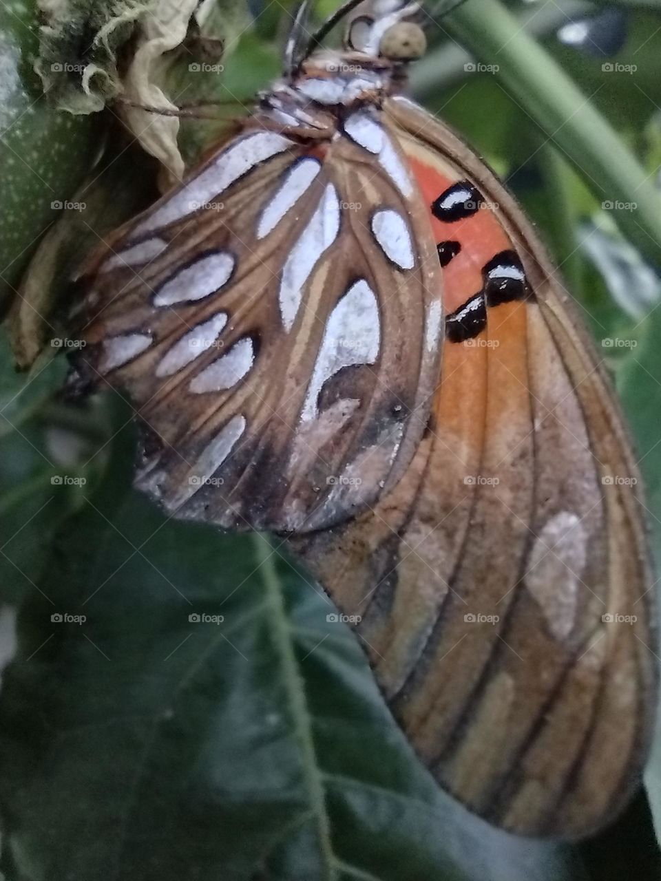 Borboleta Monarca