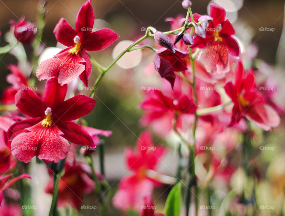 orchids flowers red bokeh