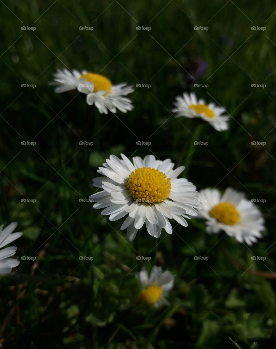 Wild  daisy close-up