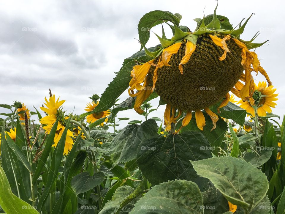 Sunflower