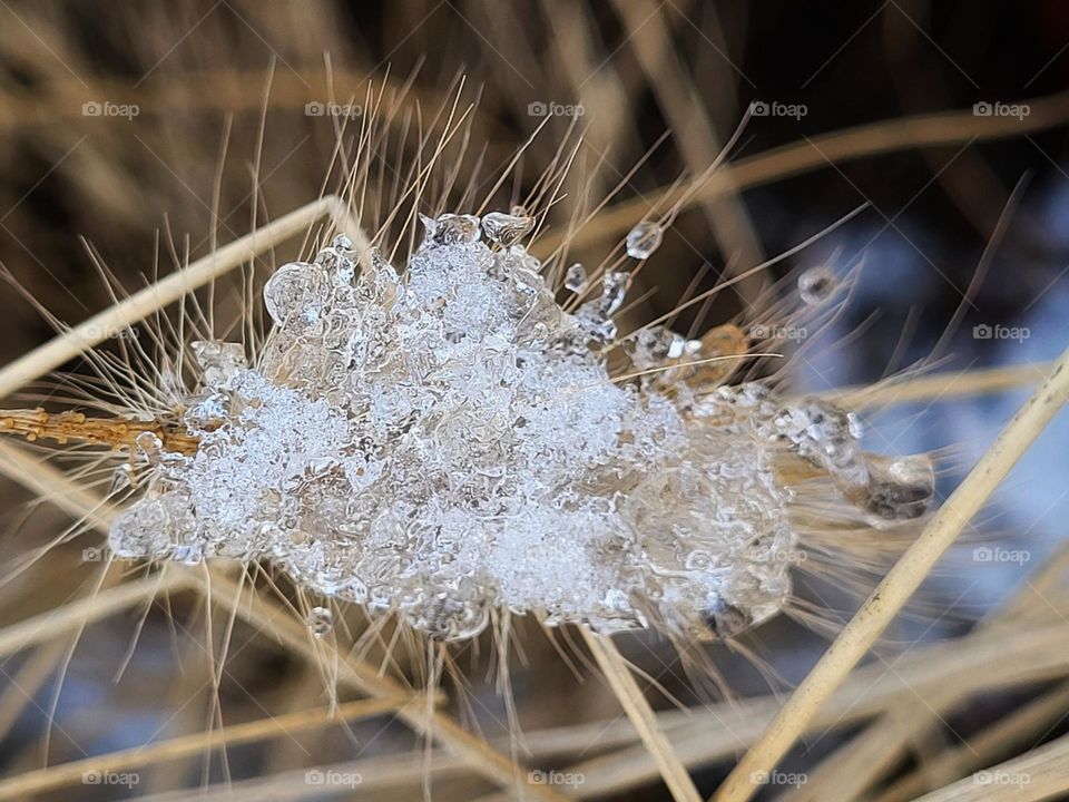 Frosty nature