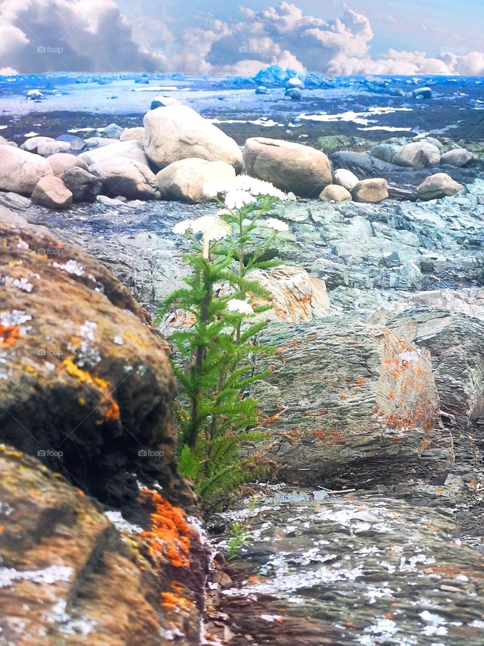 plant  thriving  in  rocky sand