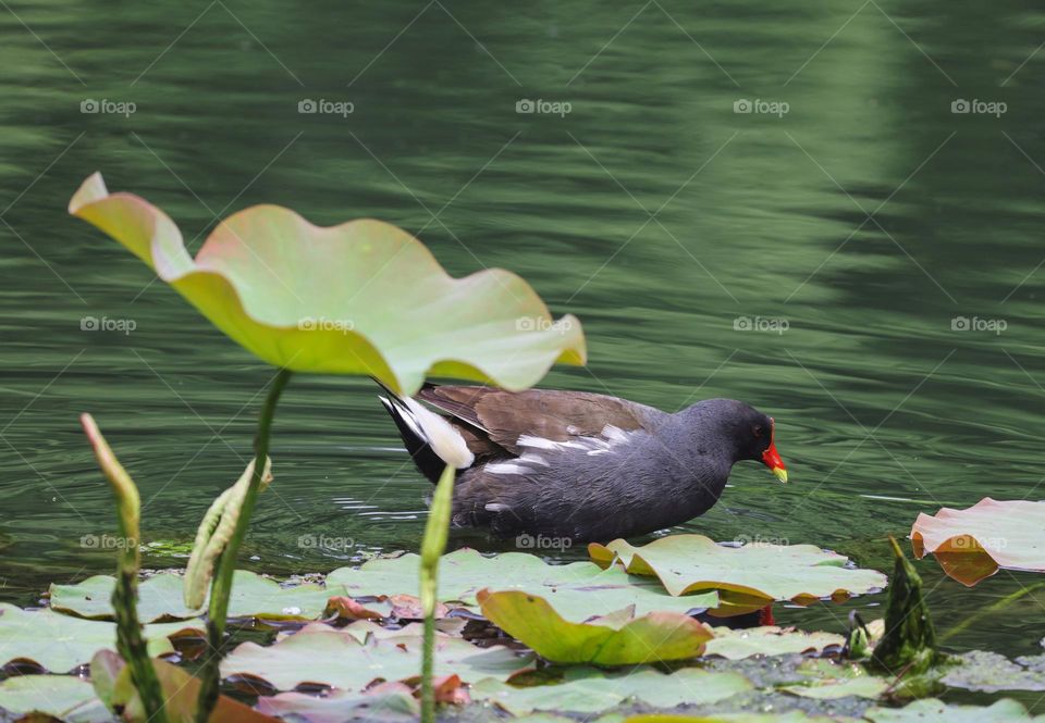 黑水鸡