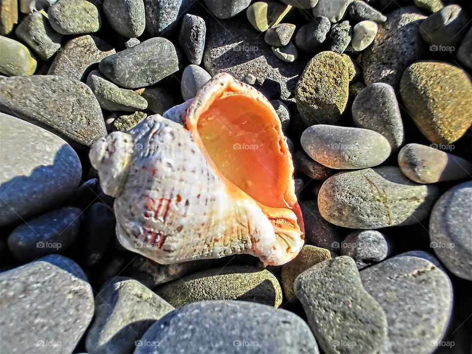 Seashell Rapana Venosa