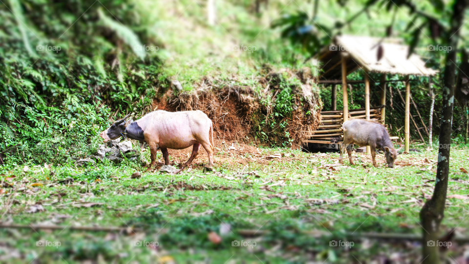 village in a mountain