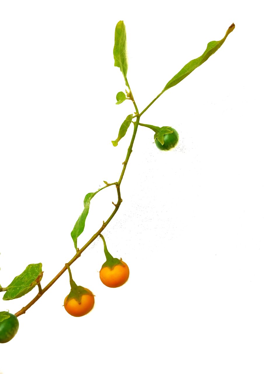 white background,eggplant