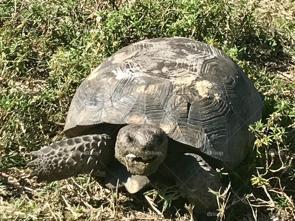 Backyard Gopher Turtle