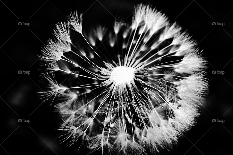 dandelion