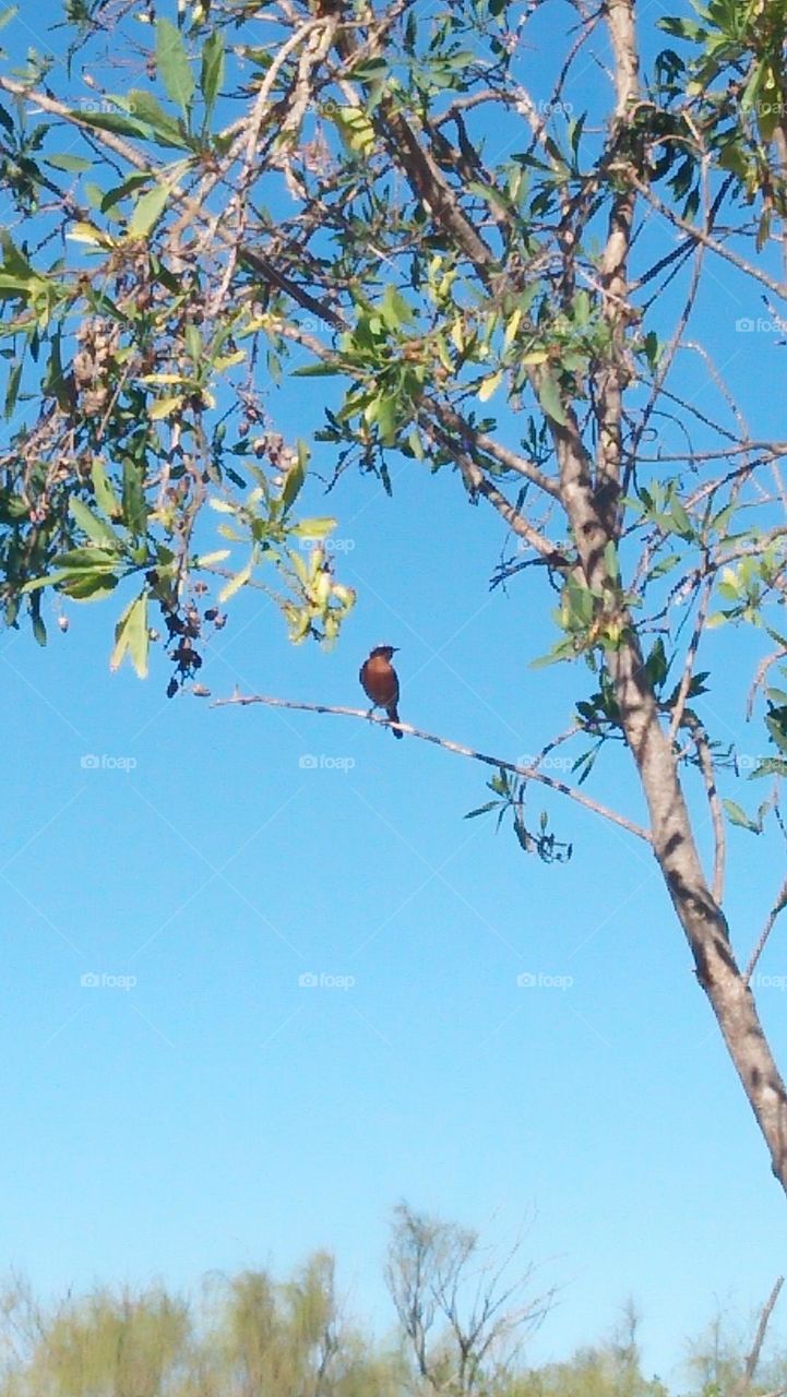 beautiful bird on a tree.