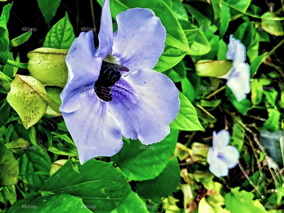 Pollinationof Lourel clockvine by black Carpenter bee.