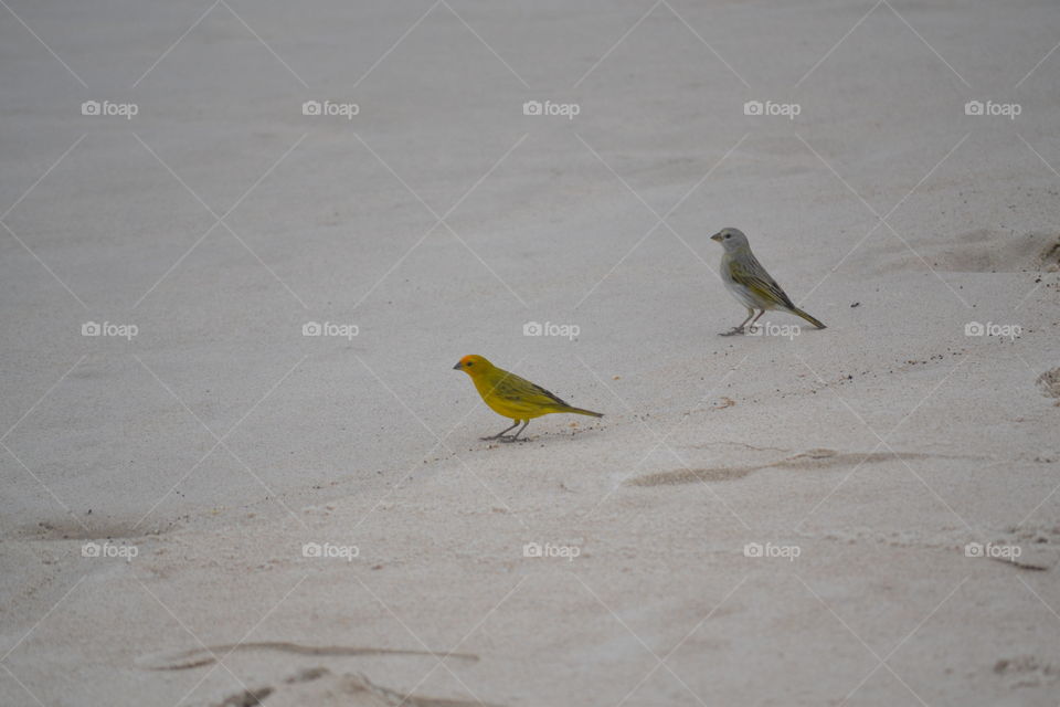 Pássaros na areia 