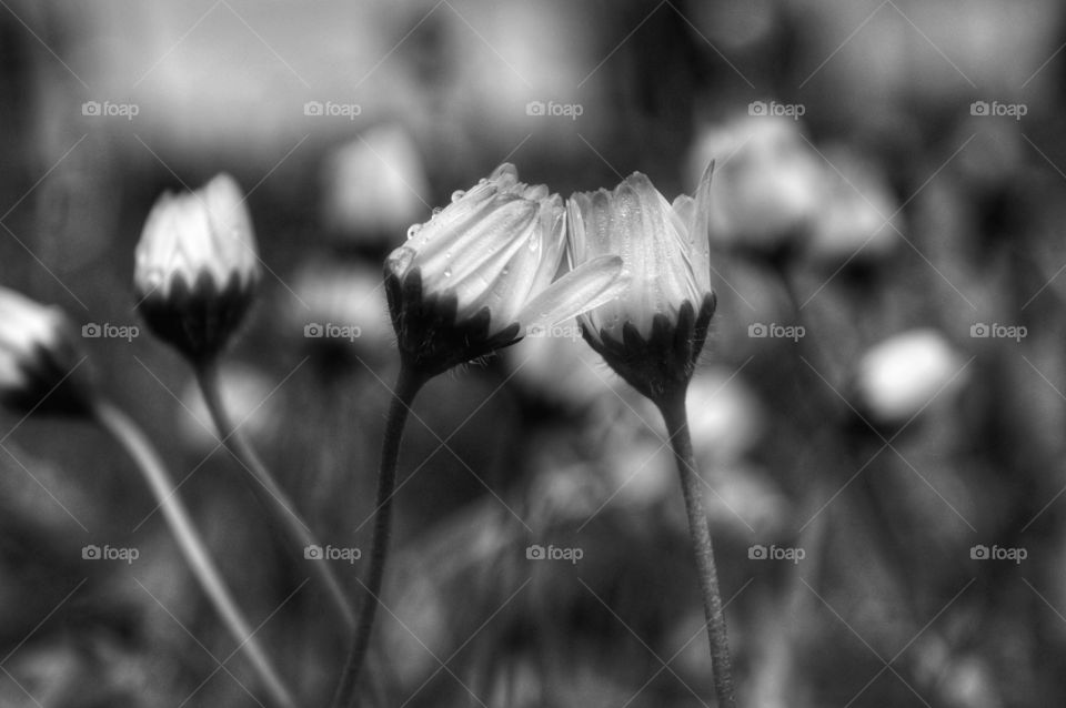No Person, Flower, Blur, Nature, Grass