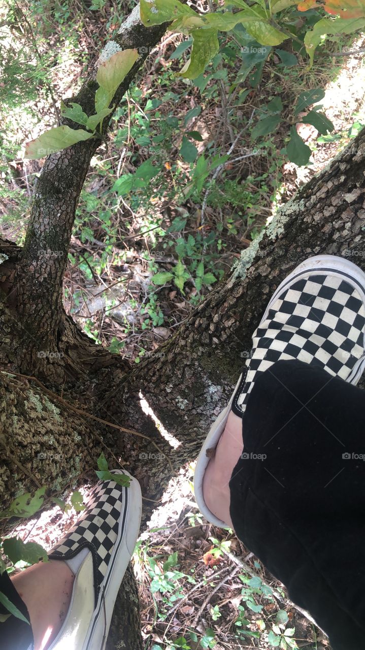 young man climbing tree sitting on branches wearing black pants and checkered vans with no socks 