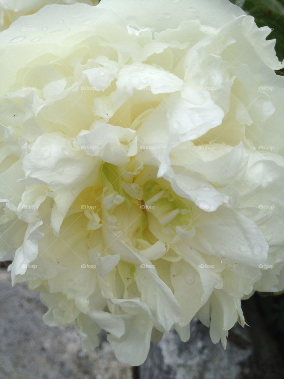 garden white blossom peony by carina71
