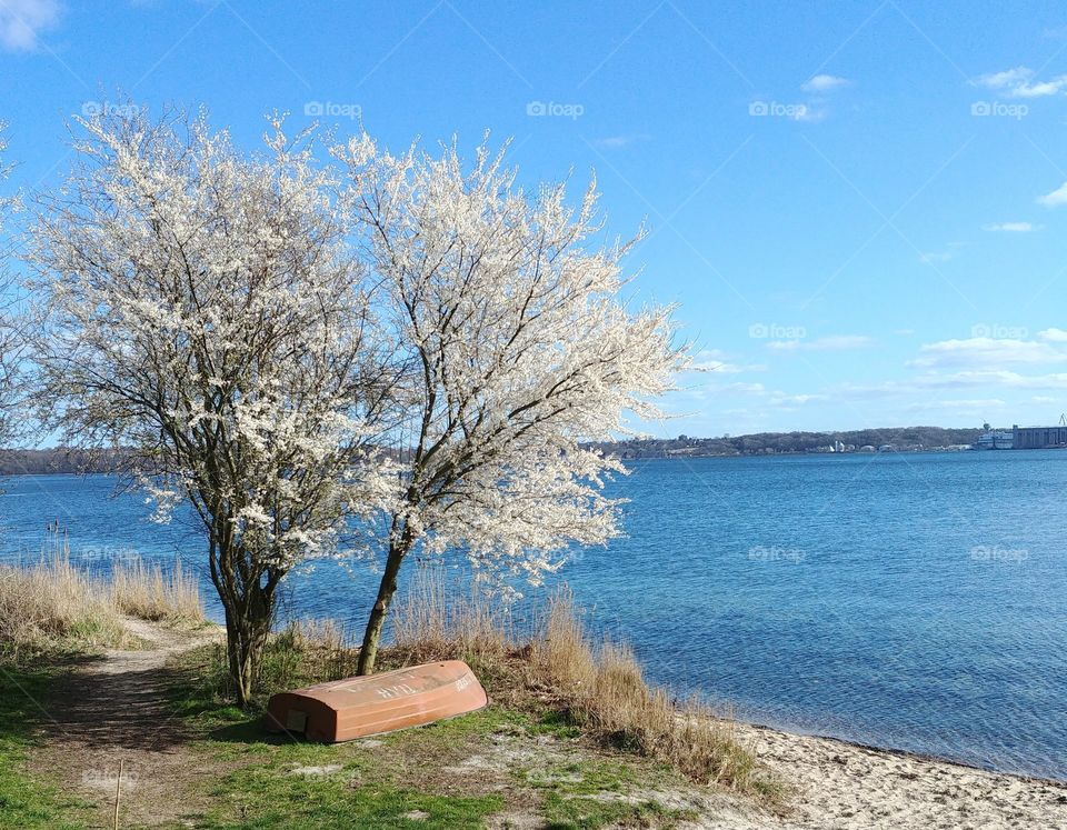Frühjahr Frühling spring Blüten blühen Baum Kirschblüte water wasser ufer strand beach boot sea schönes Wetter