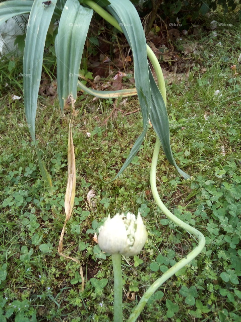 this lily has gone crazy it's all curvy looks like a snake with a big head.