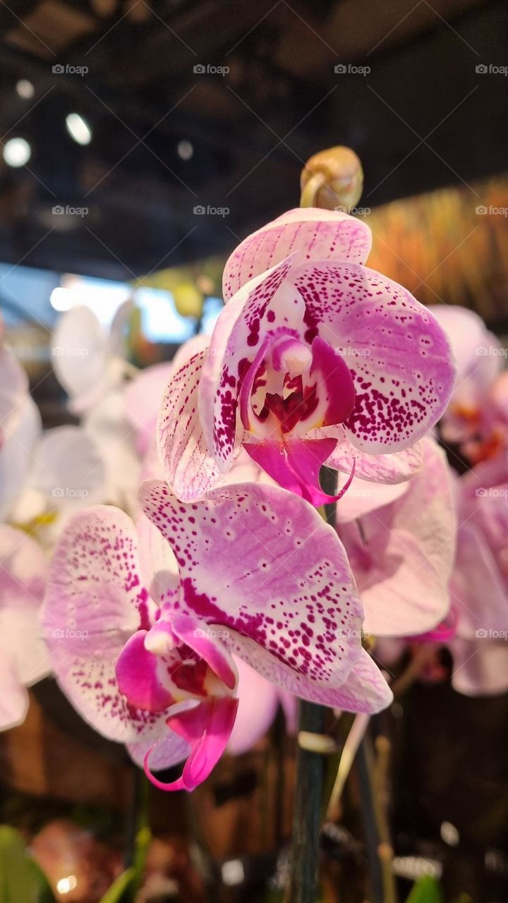 soft pink flowers