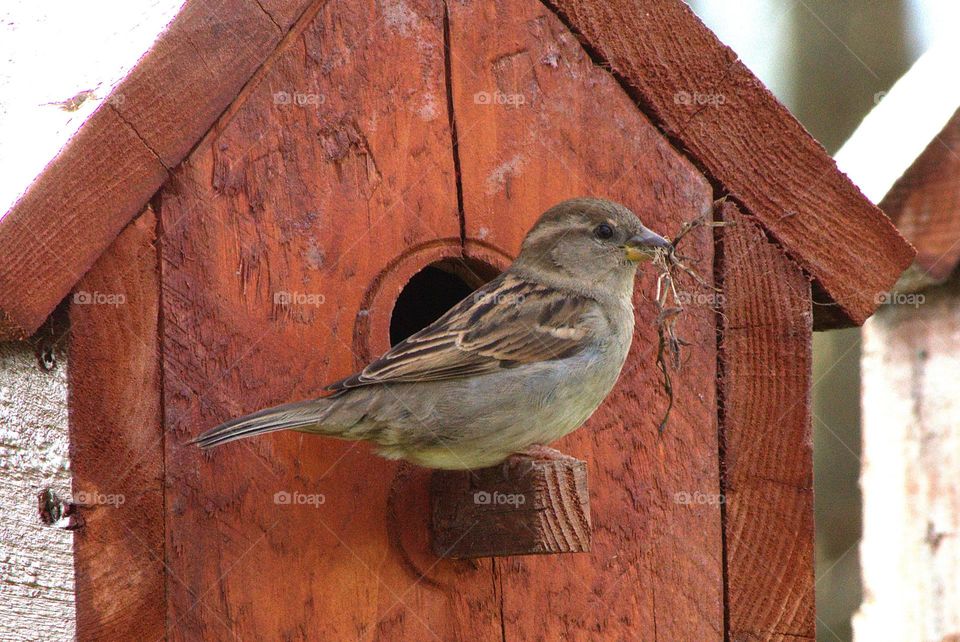 Sparrow Nesting