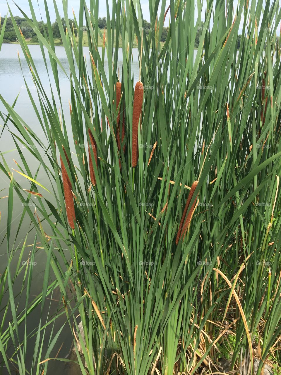 Cattails